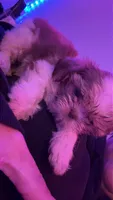 Baby, a female Shih Tzu for sale in Gulfport, MS – 1 of 2