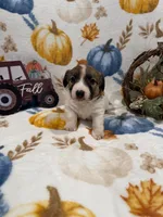 Chunk, a male Jack Russell Terrier for sale in Culpeper, VA – 1 of 3