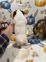 sweets, a female Jack Russell Terrier for sale in Culpeper, VA – 2 of 2