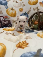 Diamond, a female Jack Russell Terrier for sale in Culpeper, VA – 2 of 3