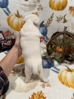 Diamond, a female Jack Russell Terrier for sale in Culpeper, VA – 3 of 3