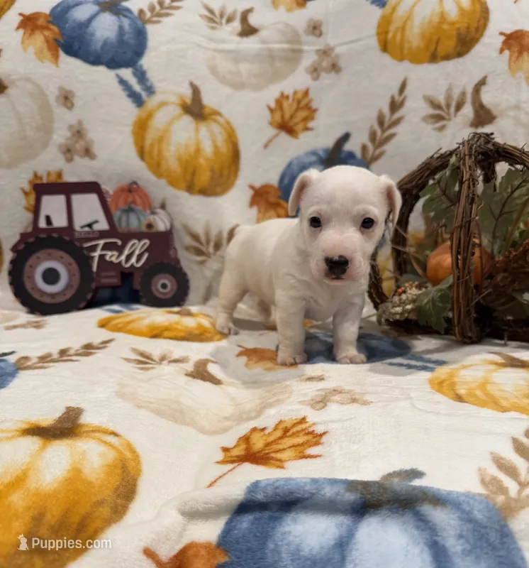 Diamond – Jack Russell Terrier puppy for sale in Culpeper, VA