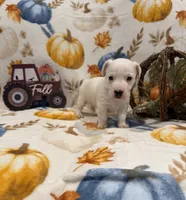 Diamond, a female Jack Russell Terrier for sale in Culpeper, VA – 1 of 3
