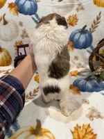 Chunk, a male Jack Russell Terrier for sale in Culpeper, VA – 3 of 3