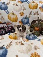 Chunk, a male Jack Russell Terrier for sale in Culpeper, VA – 2 of 3