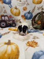 sweets, a female Jack Russell Terrier for sale in Culpeper, VA – 1 of 2