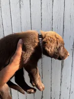 Chica's Chocolate Male Grey Collar, a male Labrador Retriever for sale in Hutchinson, KS – 3 of 3