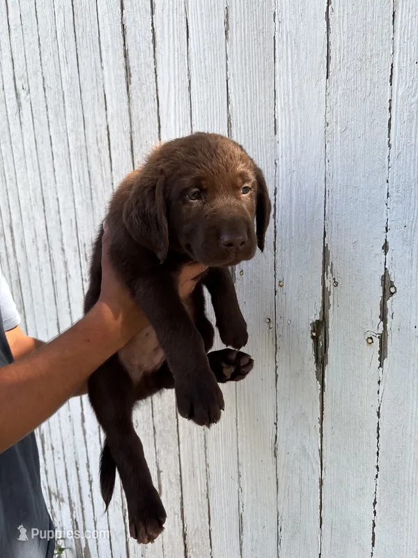 Chica's Chocolate Male Blue Collar – Labrador Retriever puppy for sale in Hutchinson, KS