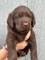 Scout's Chocolate Male-green collar, a male Labrador Retriever for sale in Hutchinson, KS – 3 of 4