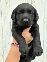 Scout's Black Female, a female Labrador Retriever for sale in Hutchinson, KS – 1 of 3