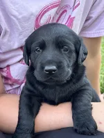 Scout's Black Female, a female Labrador Retriever for sale in Hutchinson, KS – 2 of 3