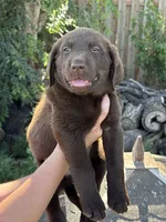 Chica's Chocolate Male Grey Collar, a male Labrador Retriever for sale in Hutchinson, KS – 2 of 3