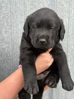 Scout's Black Male , a male Labrador Retriever for sale in Hutchinson, KS – 2 of 4