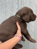 Scout's Chocolate Male-green collar, a male Labrador Retriever for sale in Hutchinson, KS – 4 of 4