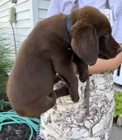Chica's Chocolate Male Black Collar, a male Labrador Retriever for sale in Hutchinson, KS – 2 of 3