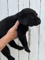 Chica's Black Male, a male Labrador Retriever for sale in Hutchinson, KS – 3 of 3
