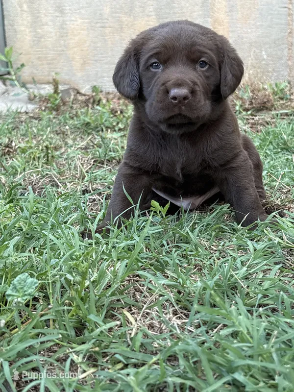 Scout's Chocolate Male-orange collar – Labrador Retriever puppy for sale in Hutchinson, KS
