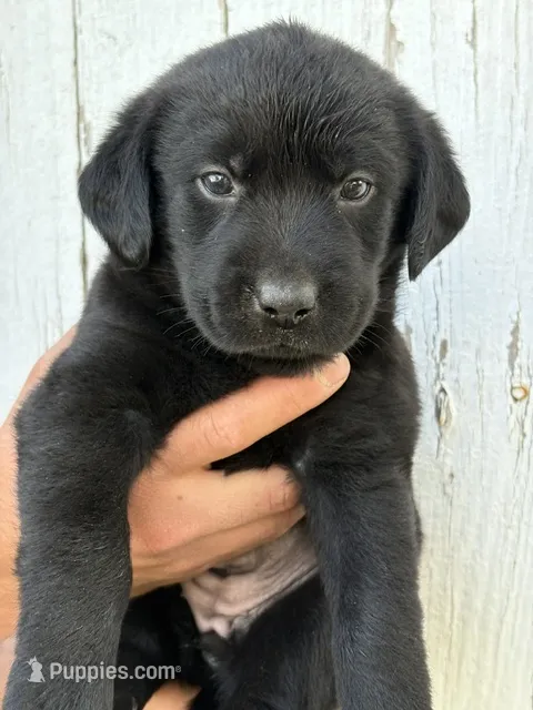 Chica's Black Female – Labrador Retriever puppy for sale in Hutchinson, KS