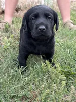 Scout's Black Female, a female Labrador Retriever for sale in Hutchinson, KS – 3 of 3