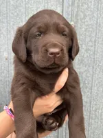Scout's Chocolate Male-green collar, a male Labrador Retriever for sale in Hutchinson, KS – 2 of 4