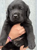 Scout's Black Male , a male Labrador Retriever for sale in Hutchinson, KS – 3 of 4