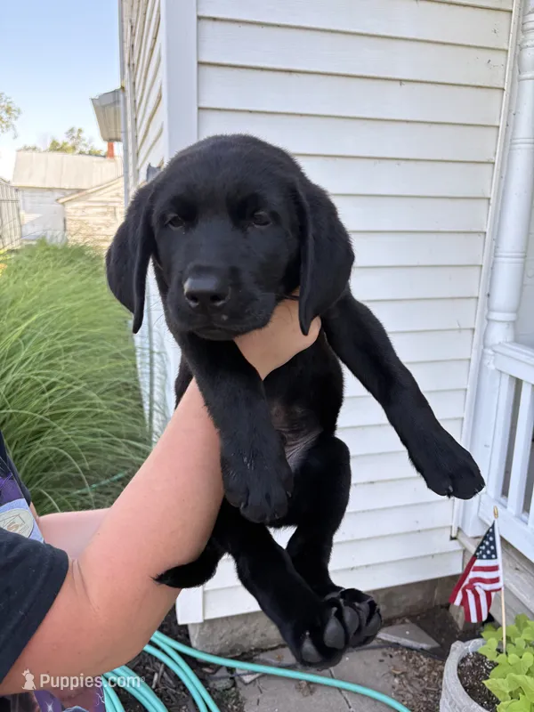 Chica's Black Male – Labrador Retriever puppy for sale in Hutchinson, KS