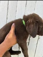 Chica's Chocolate Male Green Collar, a male Labrador Retriever for sale in Hutchinson, KS – 2 of 2