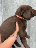 Scout's Chocolate Male-orange collar, a male Labrador Retriever for sale in Hutchinson, KS – 4 of 4