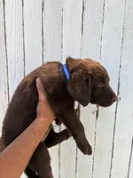 Chica's Chocolate Male Blue Collar, a male Labrador Retriever for sale in Hutchinson, KS – 2 of 2