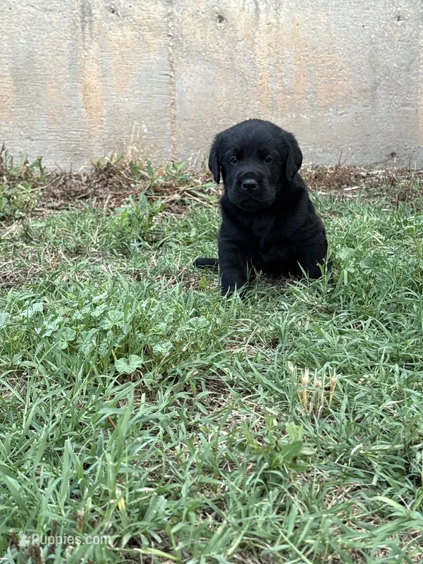 Scout's Black Male  – Labrador Retriever puppy for sale in Hutchinson, KS