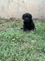 Scout's Black Male , a male Labrador Retriever for sale in Hutchinson, KS – 1 of 4