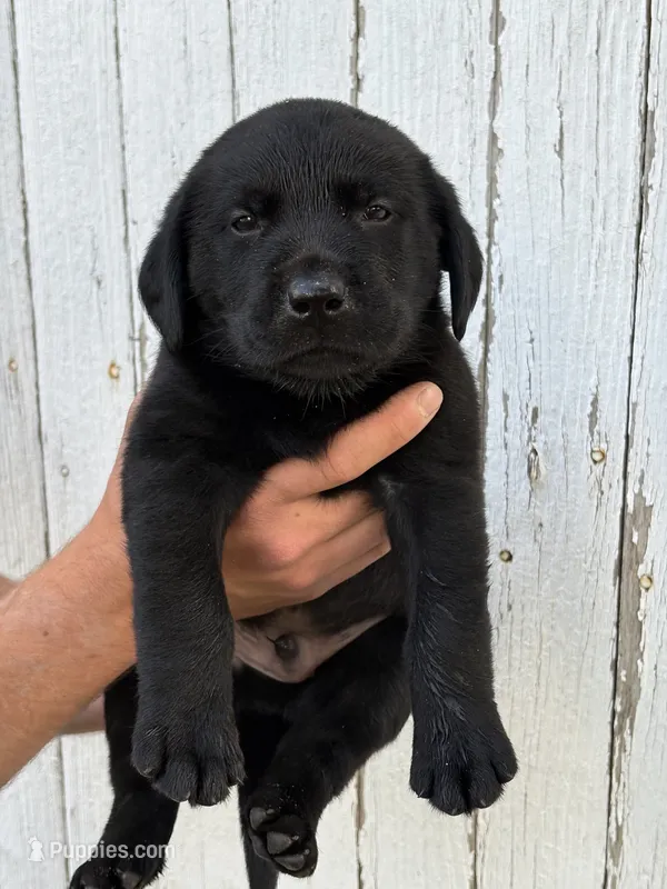 Chica's Black Male – Labrador Retriever puppy for sale in Hutchinson, KS