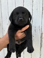 Chica's Black Male, a male Labrador Retriever for sale in Hutchinson, KS – 1 of 3
