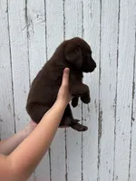 Chica's Chocolate Female, a female Labrador Retriever for sale in Hutchinson, KS – 2 of 3