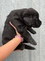Scout's Black Male , a male Labrador Retriever for sale in Hutchinson, KS – 4 of 4