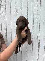 Chica's Chocolate Female, a female Labrador Retriever for sale in Hutchinson, KS – 3 of 3