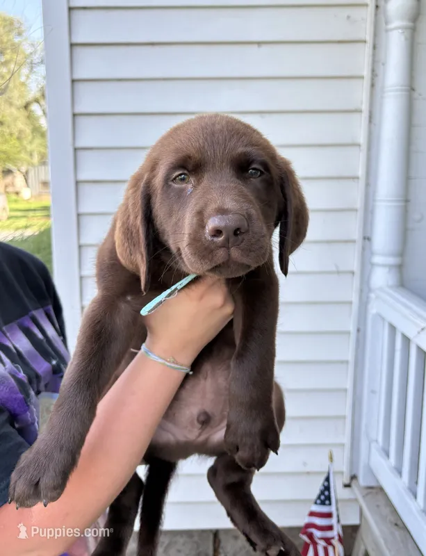 Chica's Chocolate Male Blue Collar – Labrador Retriever puppy for sale in Hutchinson, KS