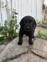 Chica's Black Male, a male Labrador Retriever for sale in Hutchinson, KS – 2 of 3