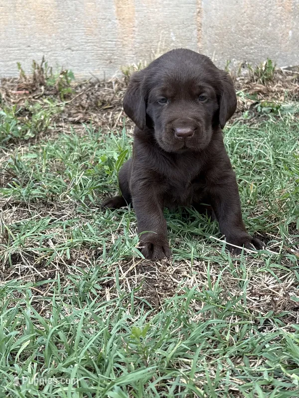 Scout's Chocolate Male-green collar – Labrador Retriever puppy for sale in Hutchinson, KS