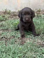 Scout's Chocolate Male-green collar, a male Labrador Retriever for sale in Hutchinson, KS – 1 of 4