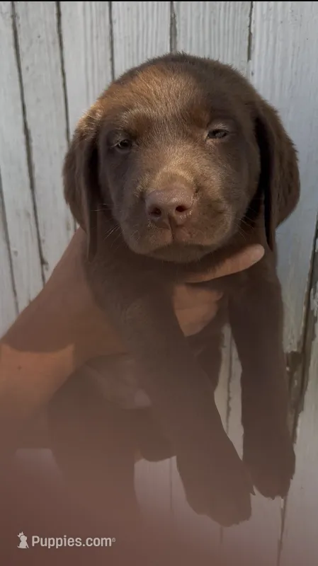 Chica's Chocolate Male Green Collar – Labrador Retriever puppy for sale in Hutchinson, KS