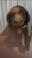 Chica's Chocolate Male Green Collar, a male Labrador Retriever for sale in Hutchinson, KS – 1 of 2