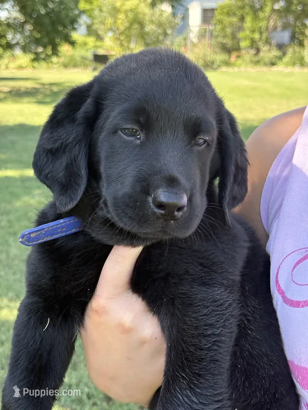 Scout's Black Male  – Labrador Retriever puppy for sale in Hutchinson, KS