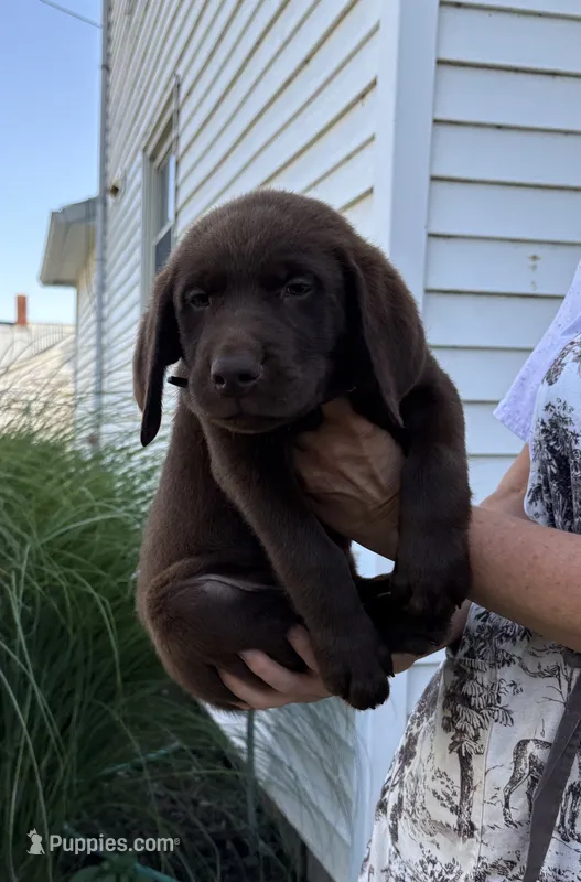Chica's Chocolate Male Black Collar – Labrador Retriever puppy for sale in Hutchinson, KS