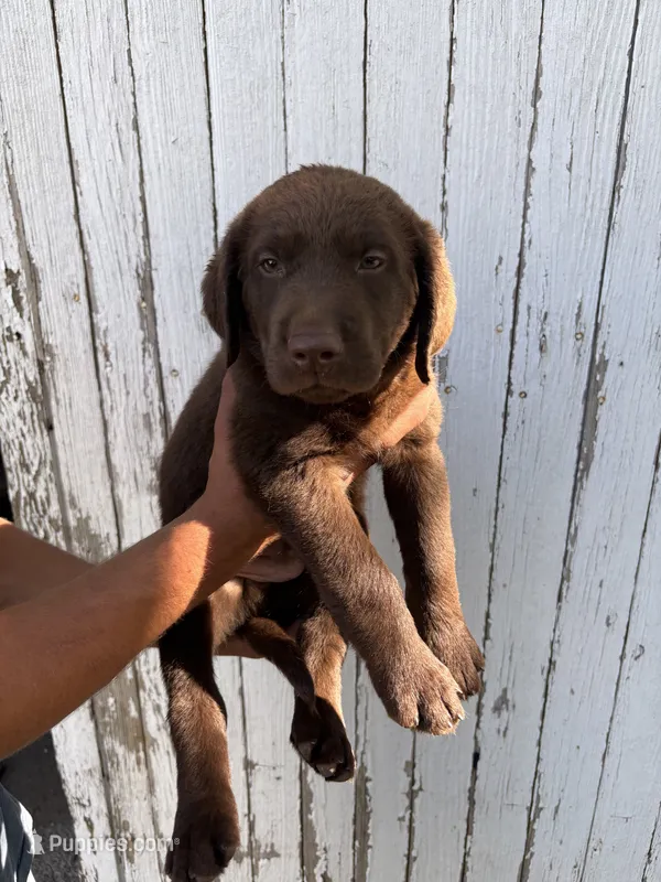 Chica's Chocolate Male Grey Collar – Labrador Retriever puppy for sale in Hutchinson, KS