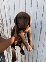 Chica's Chocolate Male Grey Collar, a male Labrador Retriever for sale in Hutchinson, KS – 1 of 3