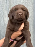 Scout's Chocolate Male-orange collar, a male Labrador Retriever for sale in Hutchinson, KS – 3 of 4
