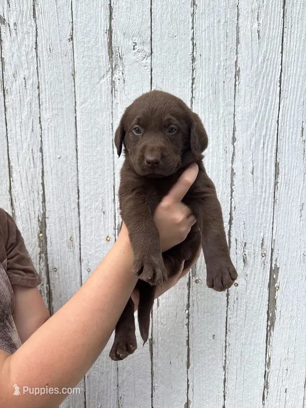 Chica's Chocolate Female – Labrador Retriever puppy for sale in Hutchinson, KS
