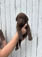 Chica's Chocolate Female, a female Labrador Retriever for sale in Hutchinson, KS – 1 of 3