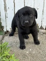 Chica's Black Female, a female Labrador Retriever for sale in Hutchinson, KS – 2 of 2